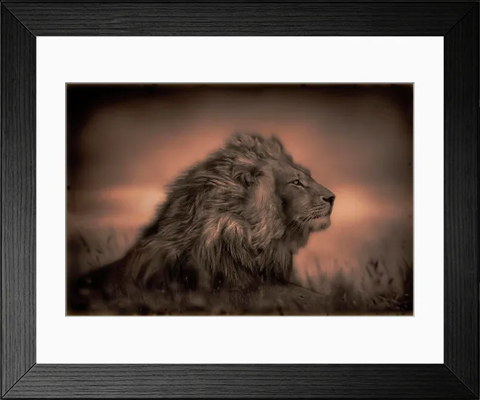Framed Print : A male lion at sunset - Masai Mara, Kenya Framed Print : A male lion at sunset - Masai Mara, Kenya