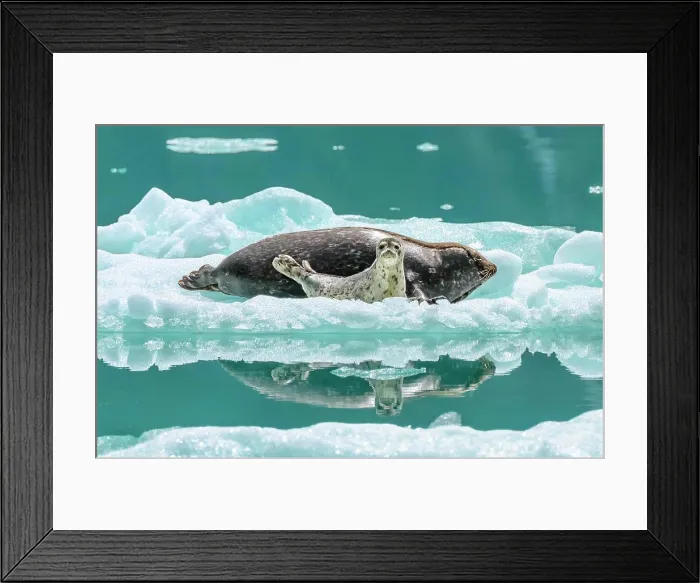 Framed Print : A harbor seal and pup find refuge from predators on an iceberg