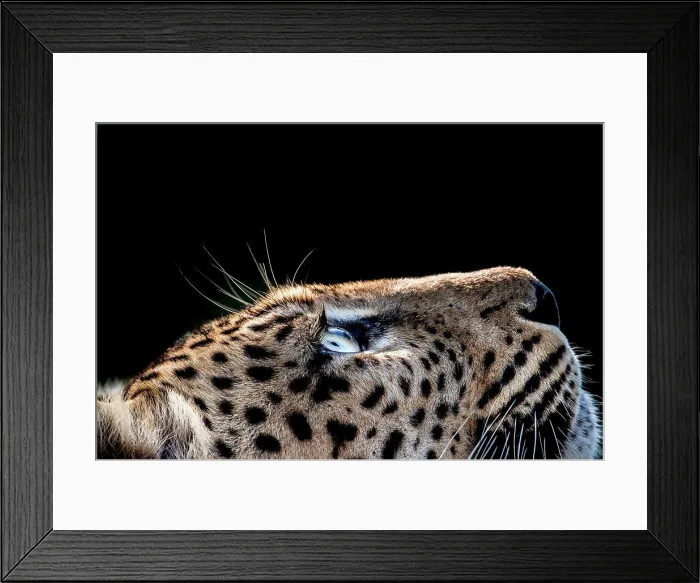 Framed Print : A side-profile of a leopard's head Framed Print : A side-profile of a leopard's head