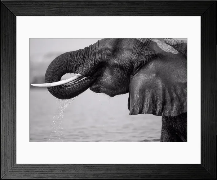 Framed Print : An elephant, Loxodonta africana Framed Print : An elephant, Loxodonta africana