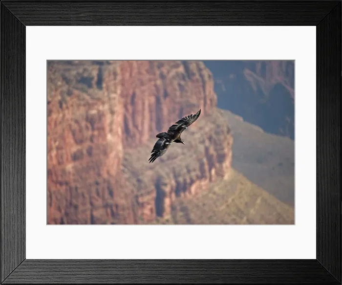 Framed Print : California Condor - in flight over canyon (Gymnogyps californianus)