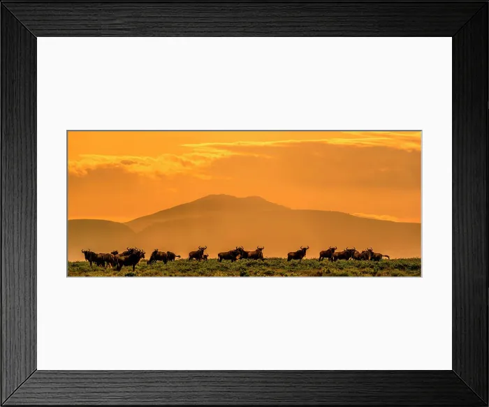 Framed Print : Blue wildebeest or common wildebeest Framed Print : Blue wildebeest or common wildebeest