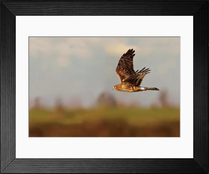 Framed Print : Female Northern harrier (Circus cyaneus) in flight with a multilayered sky and land background Framed Print : Female Northern harrier (Circus cyaneus) in flight with a multilayered sky and land background