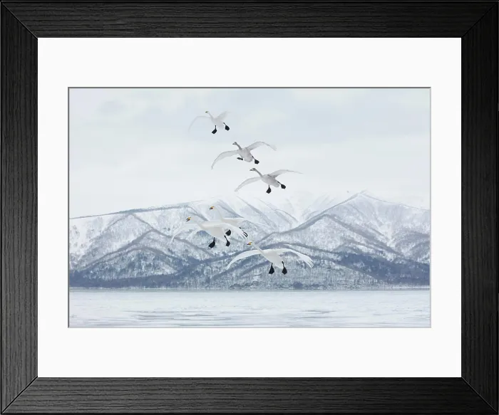 Framed Print : Whooper Swan (Cygnus cygnus) mid-air in winter