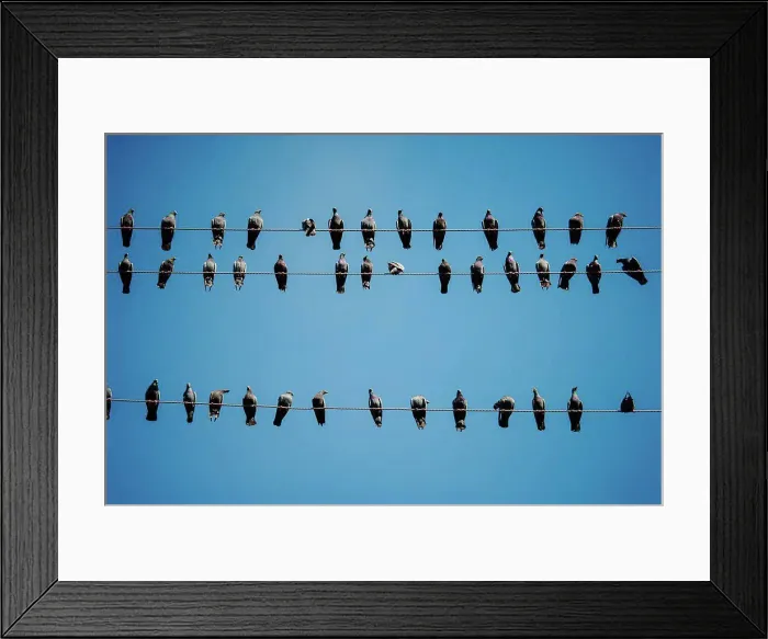 Framed Print : Pigeons on a telephone wires, Pushkar, India
