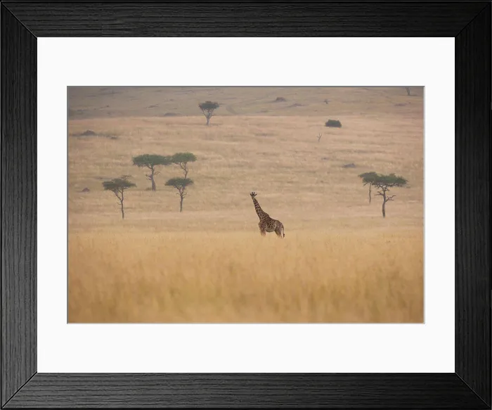 Framed Print : Reticulated giraffe, Kenya Kenya Framed Print : Reticulated giraffe, Kenya Kenya