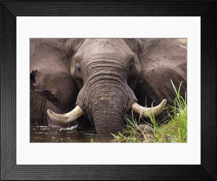 Framed Print : A mature elephant with tusks wading through water and reeds