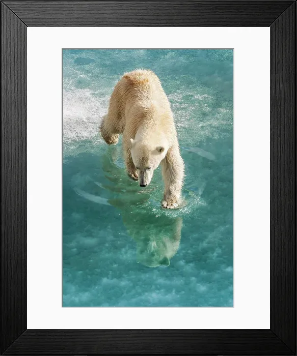 Framed Print : Polar bear walking on pack ice, Horsund Fjord, Svalbard, Norway Framed Print : Polar bear walking on pack ice, Horsund Fjord, Svalbard, Norway