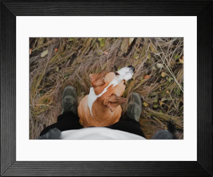Framed Print : Dog sitting at the feet of a human in autumn grass, pov shot Framed Print : Dog sitting at the feet of a human in autumn grass, pov shot