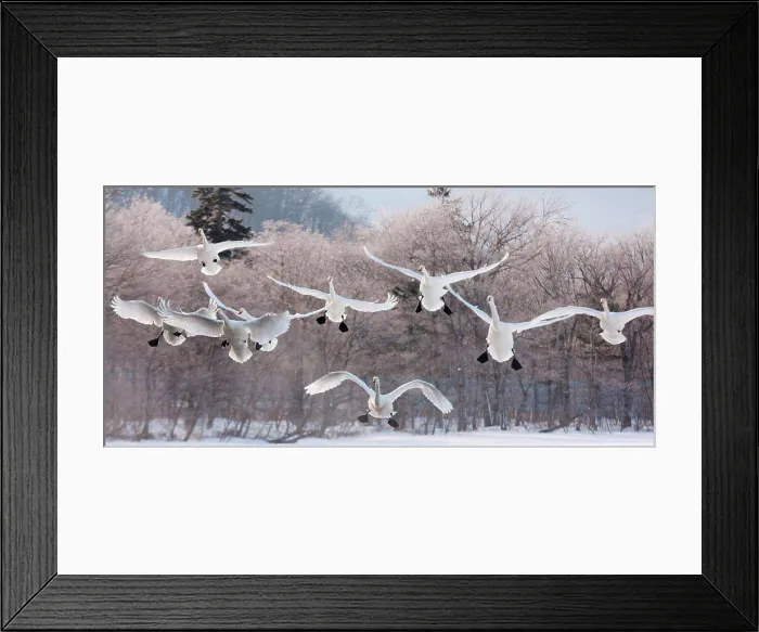 Framed Print : Cygnus cygnus, Whooper swans, on a frozen lake in Hokkaido. Hokkaido, Japan Framed Print : Cygnus cygnus, Whooper swans, on a frozen lake in Hokkaido. Hokkaido, Japan