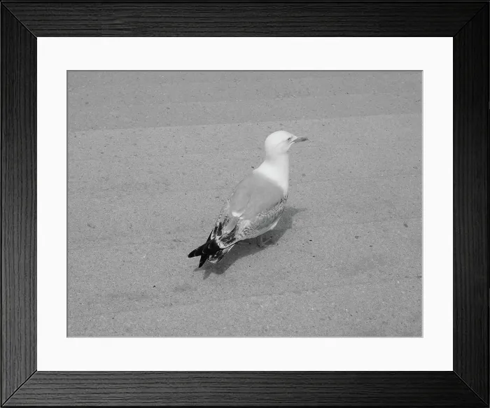 Framed Print : Seagull bird animal Gull seabird aka Seagull or Mew bird animal in black and white Copyright: xZoonar Framed Print : Seagull bird animal Gull seabird aka Seagull or Mew bird animal in black and white Copyright: xZoonar