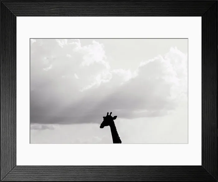 Framed Print : Silhouette of a Giraffe's head against the sky, Namibia, Africa Framed Print : Silhouette of a Giraffe's head against the sky, Namibia, Africa