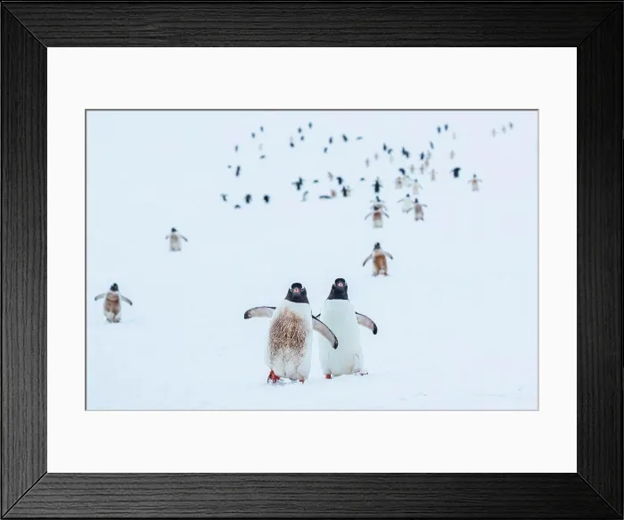 Framed Print : Gentoo Penguins (Pygoscelis papua) walking on fresh snow at Yankee Harbor, South Shetland Islands, Antarctica Framed Print : Gentoo Penguins (Pygoscelis papua) walking on fresh snow at Yankee Harbor, South Shetland Islands, Antarctica