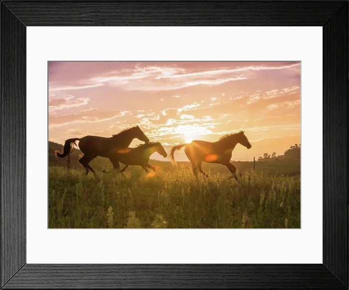 Framed Print : Nooitgedacht Pony Three mares galloping silhouetted against the evening sky South Africa