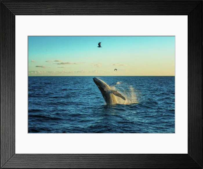 Framed Print : Whale breach in Alaska Framed Print : Whale breach in Alaska