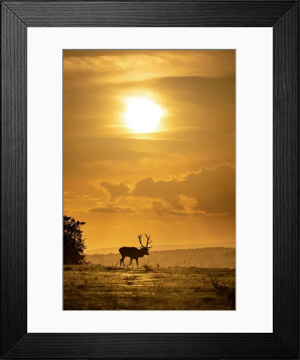 Framed Print : Red deer (Cervus elaphus) stag at sunset, Enggland