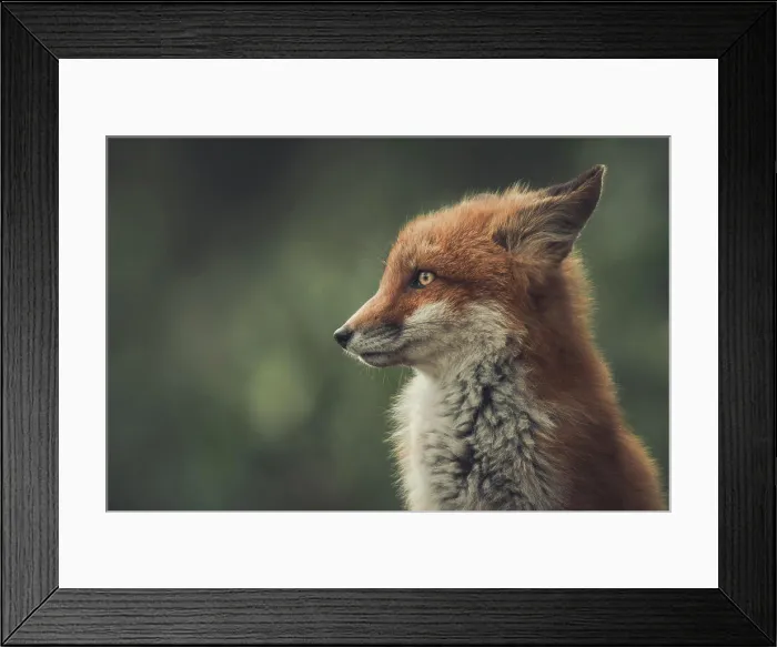 Framed Print : A young red fox (Vulpus vulpus) is all alert as he is watching his surroundings and listening for any sounds