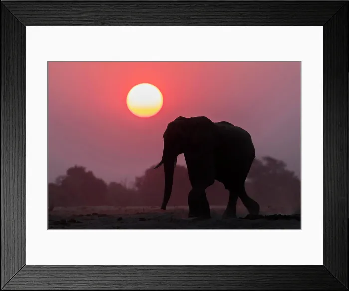 Framed Print : African elephant (Loxodonta africana) at sunset, Chobe National Park, Botswana, Africa Framed Print : African elephant (Loxodonta africana) at sunset, Chobe National Park, Botswana, Africa