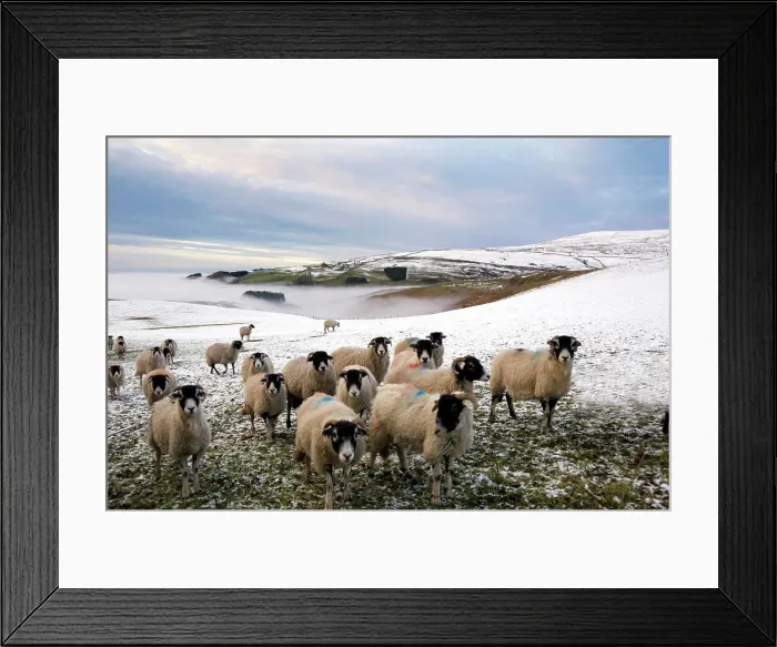 Framed Print : Sheep waiting to be fed in winter, Lower Pennines, Cumbria, England, United Kingdom, Europe
