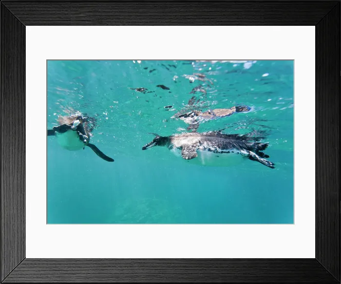 Framed Print : Adult Galapagos penguin Spheniscus mendiculus underwater, Bartolome Island, Galapagos Islands, Ecuador, South America Framed Print : Adult Galapagos penguin Spheniscus mendiculus underwater, Bartolome Island, Galapagos Islands, Ecuador, South America