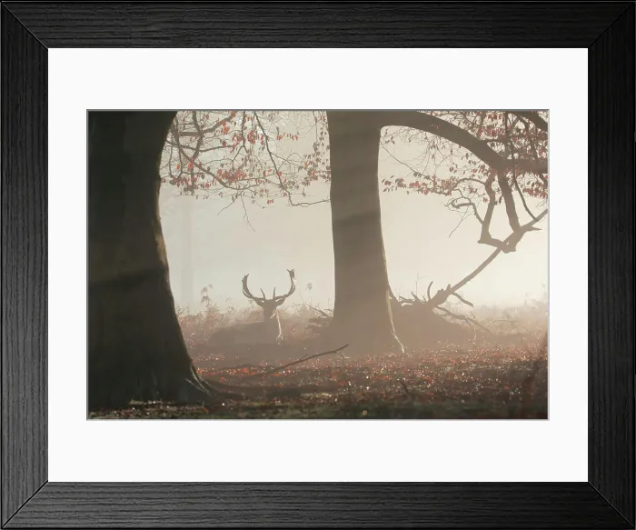 Framed Print : A fallow deer stag (Dama dama) rests in a misty and foggy Richmond Park one winter sunrise Framed Print : A fallow deer stag (Dama dama) rests in a misty and foggy Richmond Park one winter sunrise