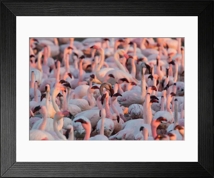 Framed Print : Greater flamingoes (Phoenicopterus ruber) and Lesser flamingoes (Phoenicopterus minor), Walvis Bay, Namibia, Africa Framed Print : Greater flamingoes (Phoenicopterus ruber) and Lesser flamingoes (Phoenicopterus minor), Walvis Bay, Namibia, Africa