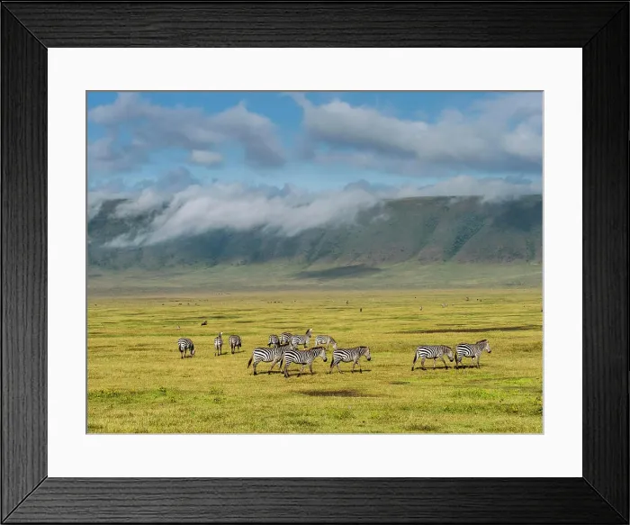 Framed Print : Plains zebras (Equus quagga), inside Ngorongoro Crater, UNESCO World Heritage Site, Tanzania, East Africa, Africa
