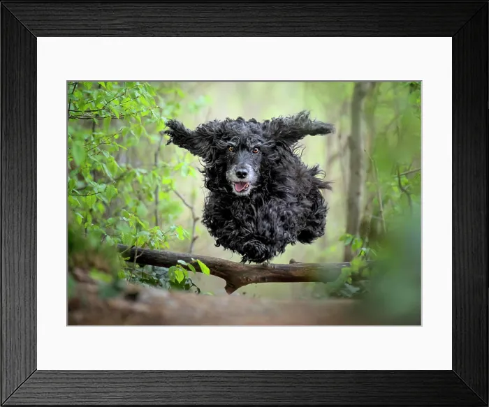 Framed Print : Black Cocker Spaniel dog running and jumping over a stick in the woods, Italy, Europe