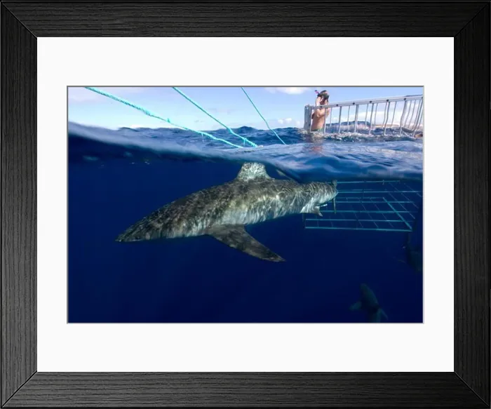 Framed Print : USA, Hawaii, Oahu, North shore, Thrill seekers experience cage diving with Galapagos sharks, Carcharhinus galapagensis