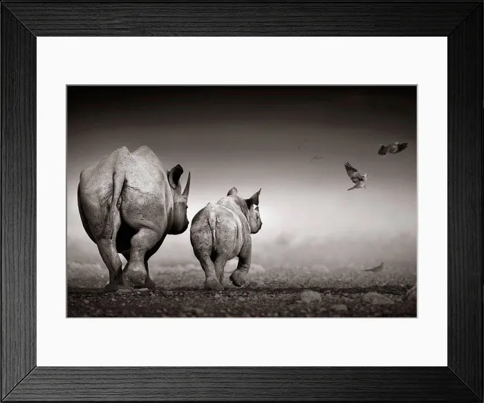 Framed Print : Black rhino cow with calf Framed Print : Black rhino cow with calf