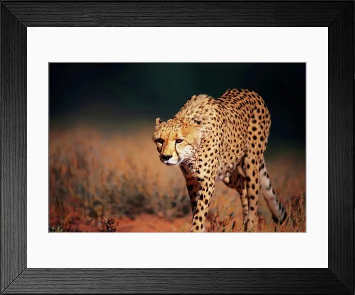 Framed Print : Cheetah