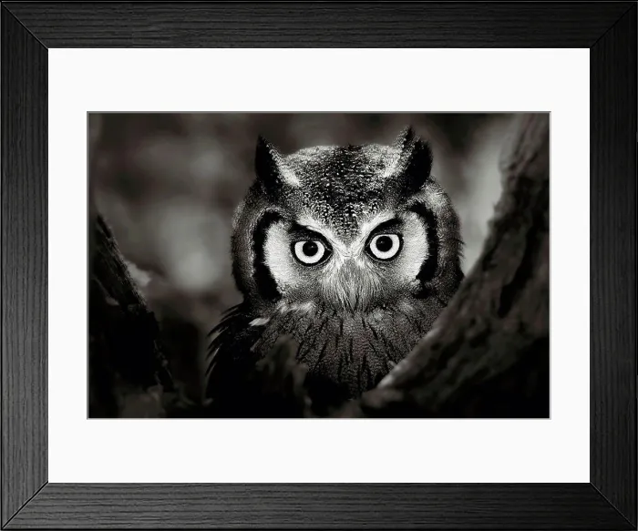 Framed Print : White-faced owl