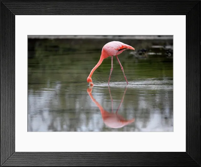 Framed Print : Galapagos Flamingo, (Phoenicopterus ruber glyphorhynchus), Galapagos Islands, Ecuador, adult, in water, feeding