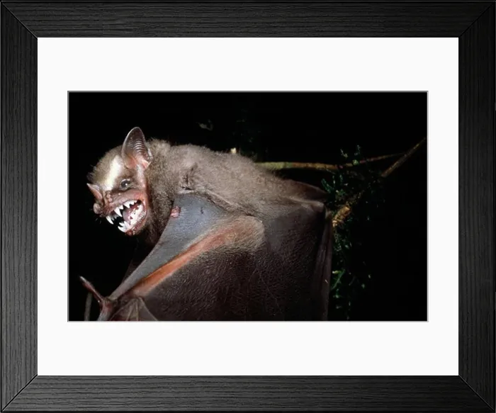 Framed Print : great fruit-eating bat artibeus lituratus rainforest of parana, brazil Framed Print : great fruit-eating bat artibeus lituratus rainforest of parana, brazil