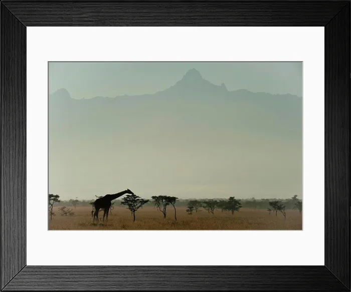 Framed Print : Giraffe at dawn, Ol Pejeta Conservancy; Kenya Framed Print : Giraffe at dawn, Ol Pejeta Conservancy; Kenya