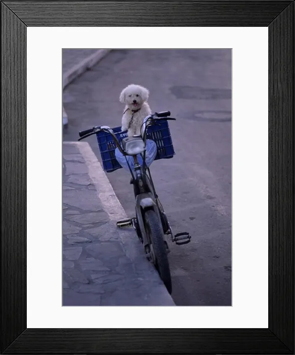 Framed Print : GREECE, CRETE, AGIOS NIKOLAOS, POODLE ON BICYCLE Framed Print : GREECE, CRETE, AGIOS NIKOLAOS, POODLE ON BICYCLE