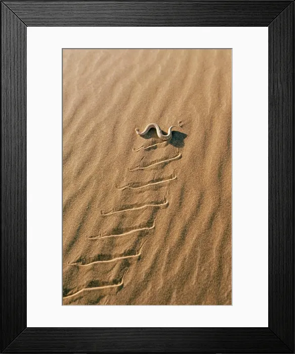 Framed Print : PERINGUEYՓ DESERT ADDER - sidewinding across sand Framed Print : PERINGUEYՓ DESERT ADDER - sidewinding across sand