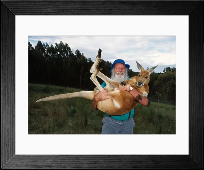 Framed Print : dr. j. wamsley holding red kangaroo founder & managing director of earth sanctuaries limited Framed Print : dr. j. wamsley holding red kangaroo founder & managing director of earth sanctuaries limited