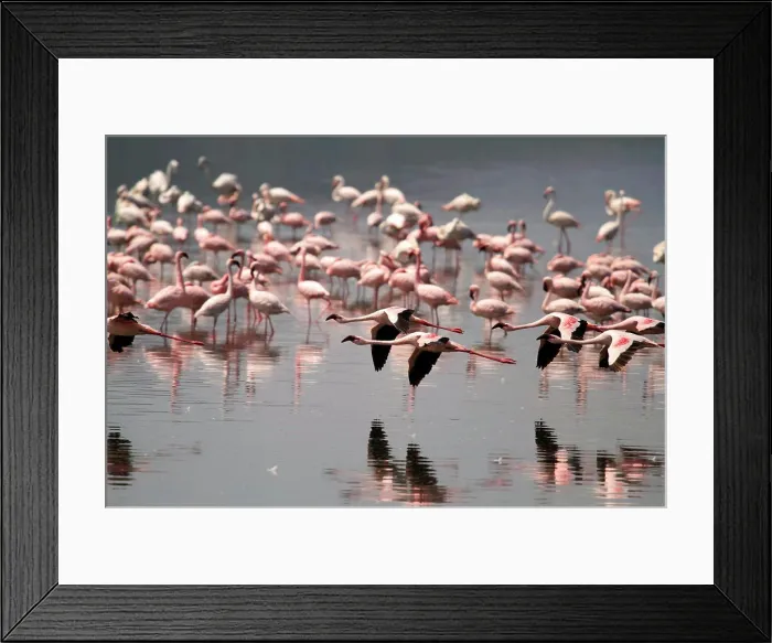 Framed Print : Lesser flamingos at Lake Nakuru, Kenya