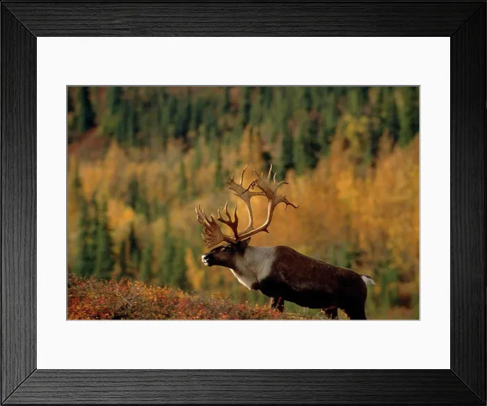 Framed Print : Caribou walks up Hillside Denali NP Interior AK Fall / nVelvet on antlers