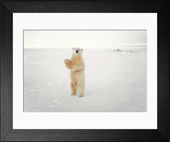 Framed Print : Polar Bear Cub Stands on Pack Ice Framed Print : Polar Bear Cub Stands on Pack Ice