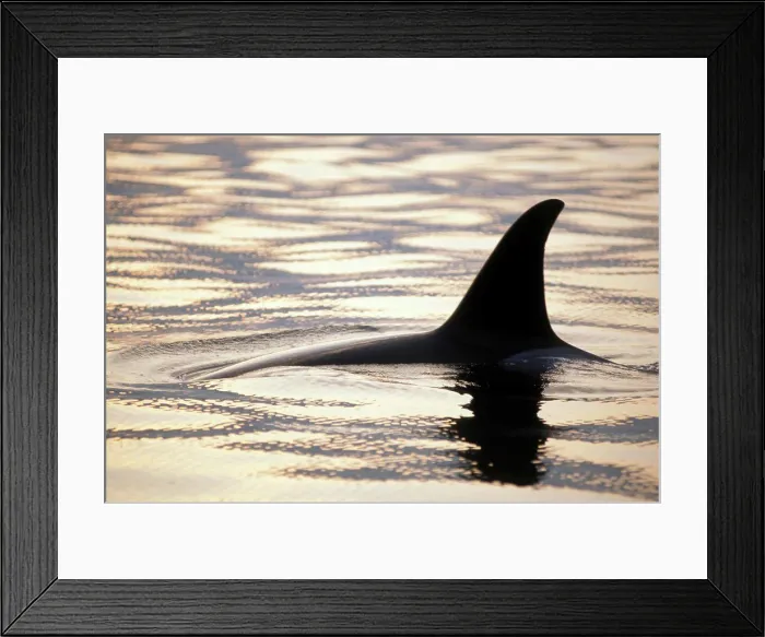 Framed Print : Killer Whale Swimming in the Chiswell Islands National Marine Sanctuary
