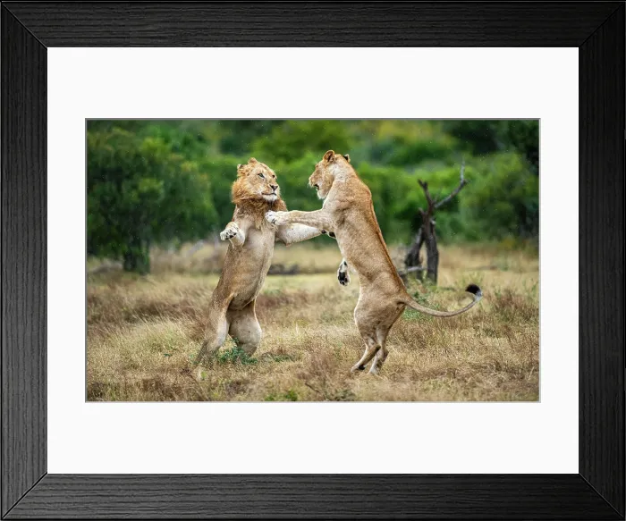 Framed Print : Two lions, Panthera leo, fight each other