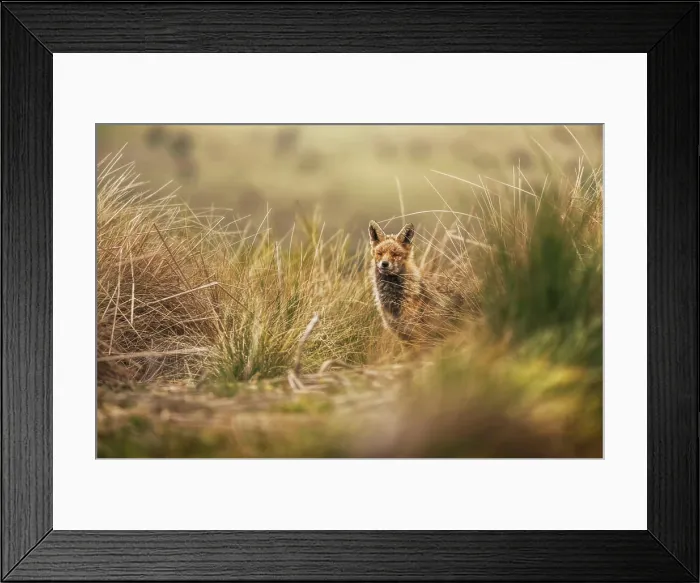 Framed Print : Wild animal in dry grass in autumn Framed Print : Wild animal in dry grass in autumn