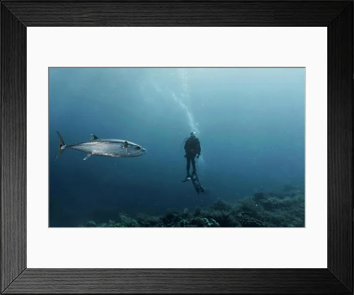 Framed Print : A blue fin Tuna swimming past a diver at Tubbataha Reef Framed Print : A blue fin Tuna swimming past a diver at Tubbataha Reef