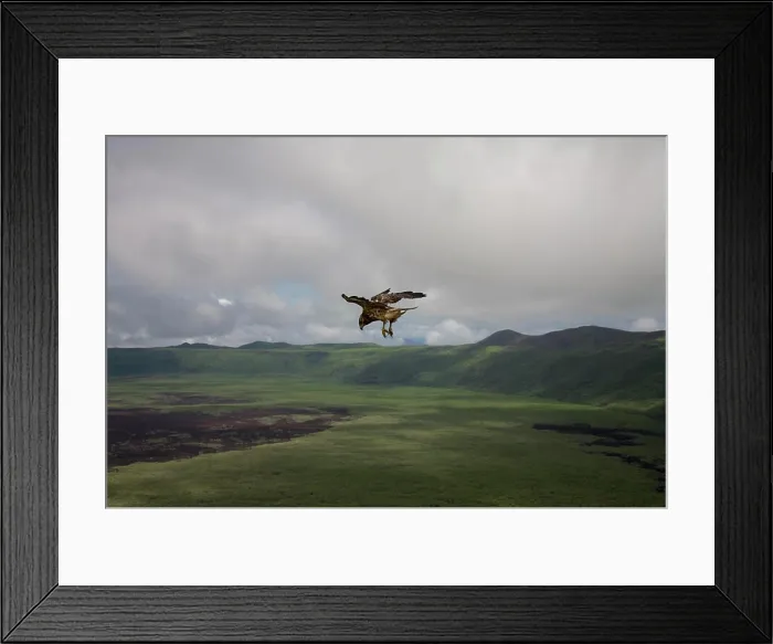Framed Print : A Galapagos hawk takes flight over the caldera of Alcedo Volcano on Isabella Island in the Galapagos Islands Framed Print : A Galapagos hawk takes flight over the caldera of Alcedo Volcano on Isabella Island in the Galapagos Islands