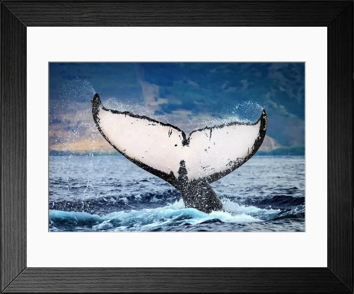 Framed Print : Whale tale, Humpback Whale (Megaptera novaeangliae) lifts its fluke, Maui, Hawaii Framed Print : Whale tale, Humpback Whale (Megaptera novaeangliae) lifts its fluke, Maui, Hawaii