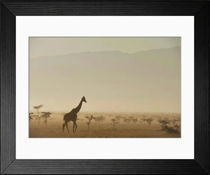 Framed Print : Giraffe at dawn in front of Mt Kenya in Ol Pejeta Conservancy; Laikipia County, Kenya Framed Print : Giraffe at dawn in front of Mt Kenya in Ol Pejeta Conservancy; Laikipia County, Kenya