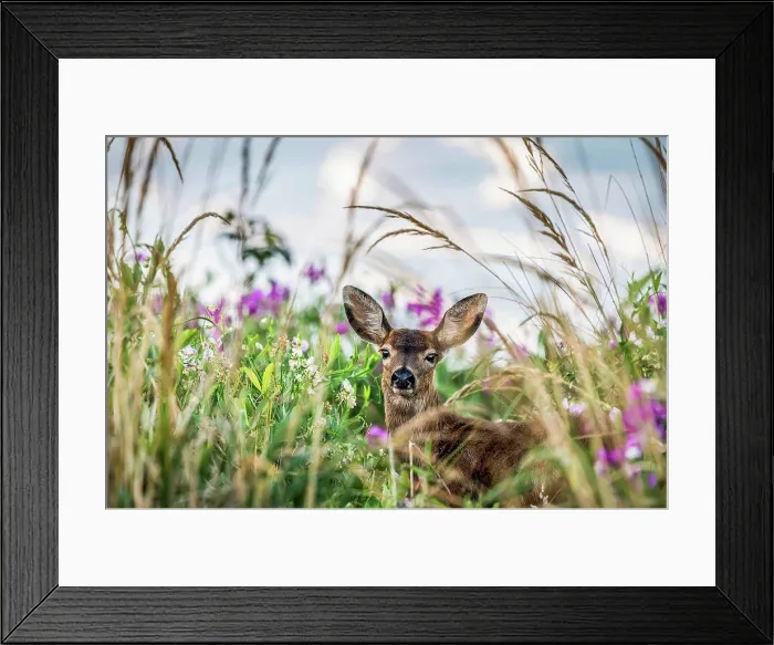 Framed Print : A Black-tailed deer (Odocoileus hemionus) finds concealment in tall grass at Cape Disappointment State Park; Ilwaco