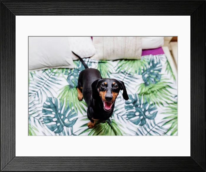 Framed Print : Cute Dachshund dog on bed at home